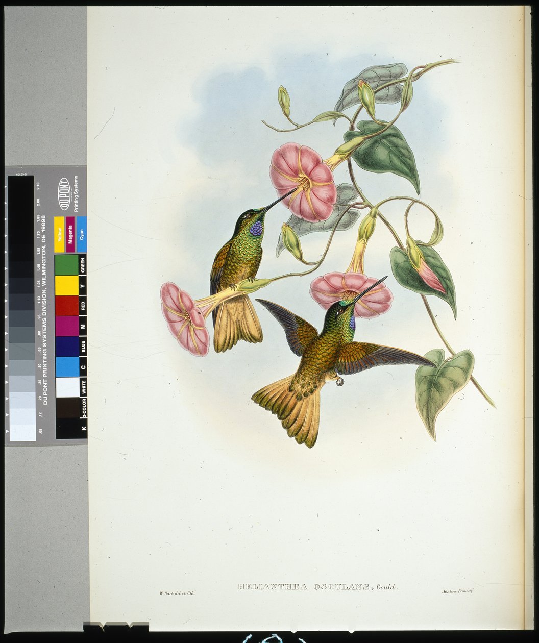 Buff-tailed Star-frontlet (helianthea osculans) (el renginde taş) by John (after) Gould