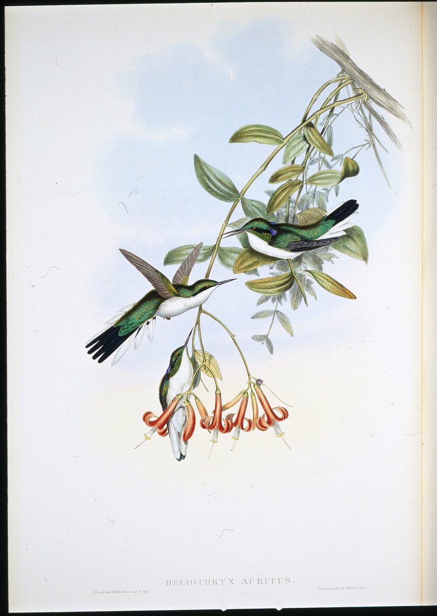 Cayenne Fairy (Heliothryx Auritus) (el renginde taş) by John (after) Gould
