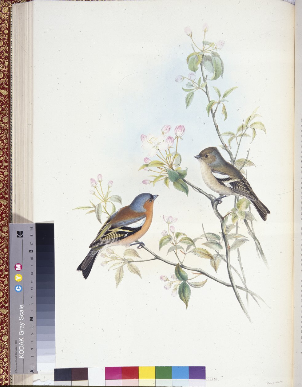 İspinoz (Evlenmemiş müşteriler) (el boyaması taş) by John (after) Gould