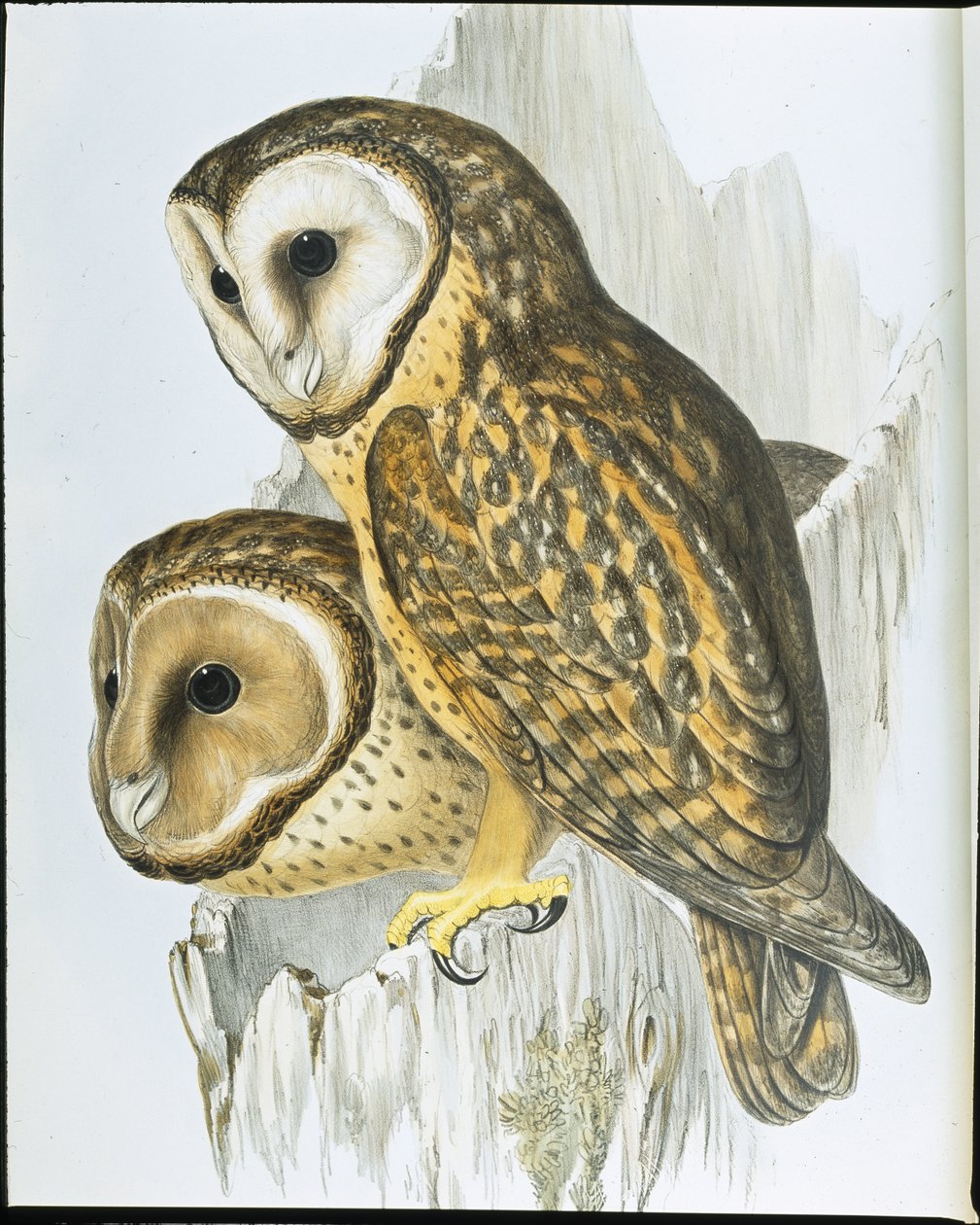 Kestane yüzlü Baykuş (Strix Castanops) (el boyaması taş) by John (after) Gould