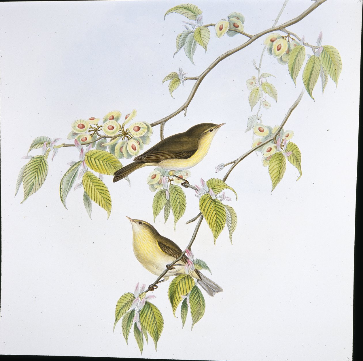 Chiff-Saman (Phyllopneuste Rufa) (el renginde taş) by John (after) Gould