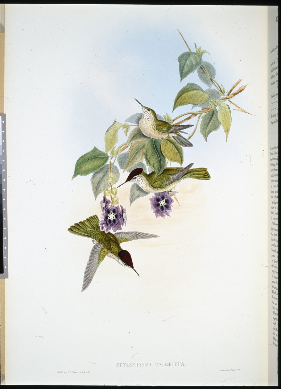 Şili Ateş Tacı (Eustephanus Galeritus) (el boyaması taş) by John (after) Gould