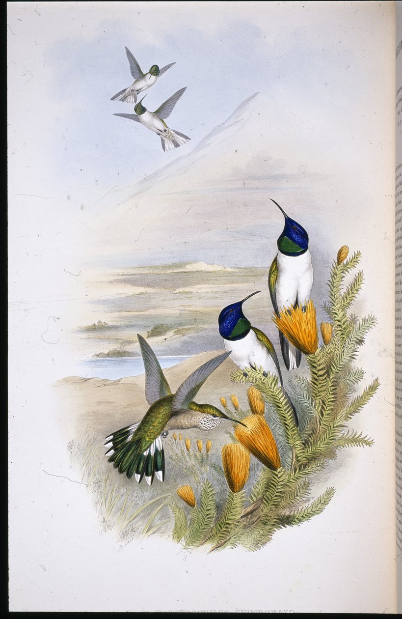 Chimobrazian Tepe Yıldızı (Oreotrochilus Chimborazo) (el renginde taş) by John (after) Gould