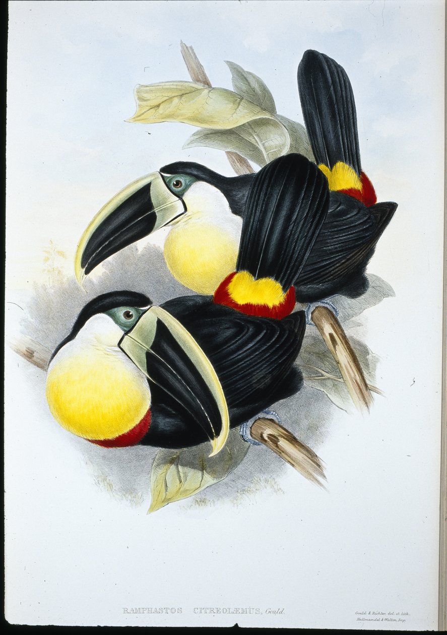 Citron göğüslü Toucan (Ramphastos Citreolaemus) (el renginde taş) by John (after) Gould