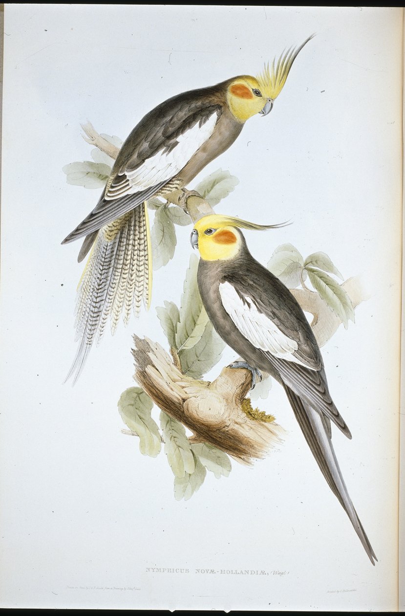 Kakadu Parakeet (New Holland Nymph) (el renginde taş) by John (after) Gould