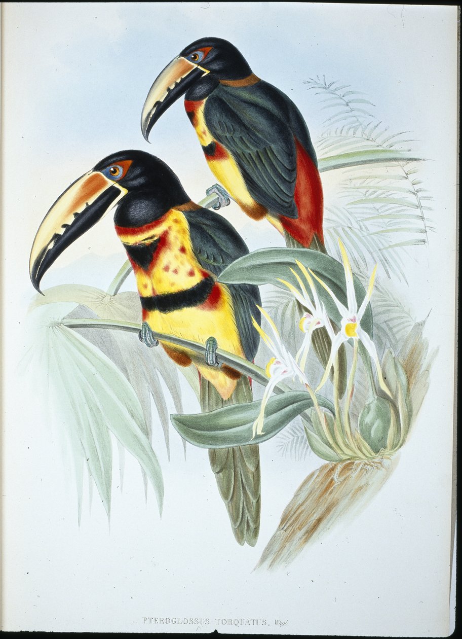 Yakalı AracariI (Pteroglossus Torquatus) (el renginde taş) by John (after) Gould