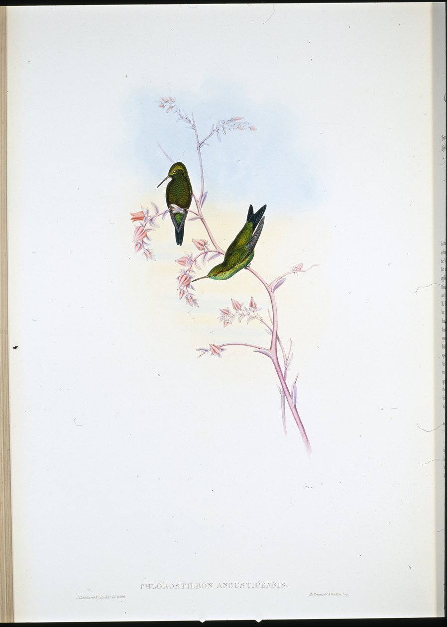 Kolomb Zümrüdü (Chlorostilbon Angustipennis) (el renginde taş) by John (after) Gould