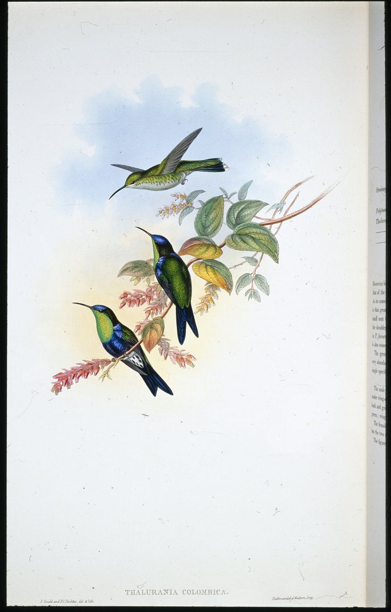 Kolomb Panoplitleri / Coulmbian Ağaç perisi (Thalurania Colombica) (el renginde taş) by John (after) Gould