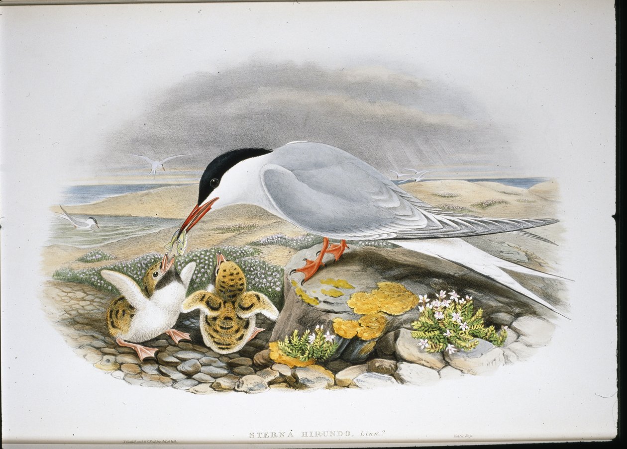 Sumru (Stera Hirundo) (el boyaması taş) by John (after) Gould