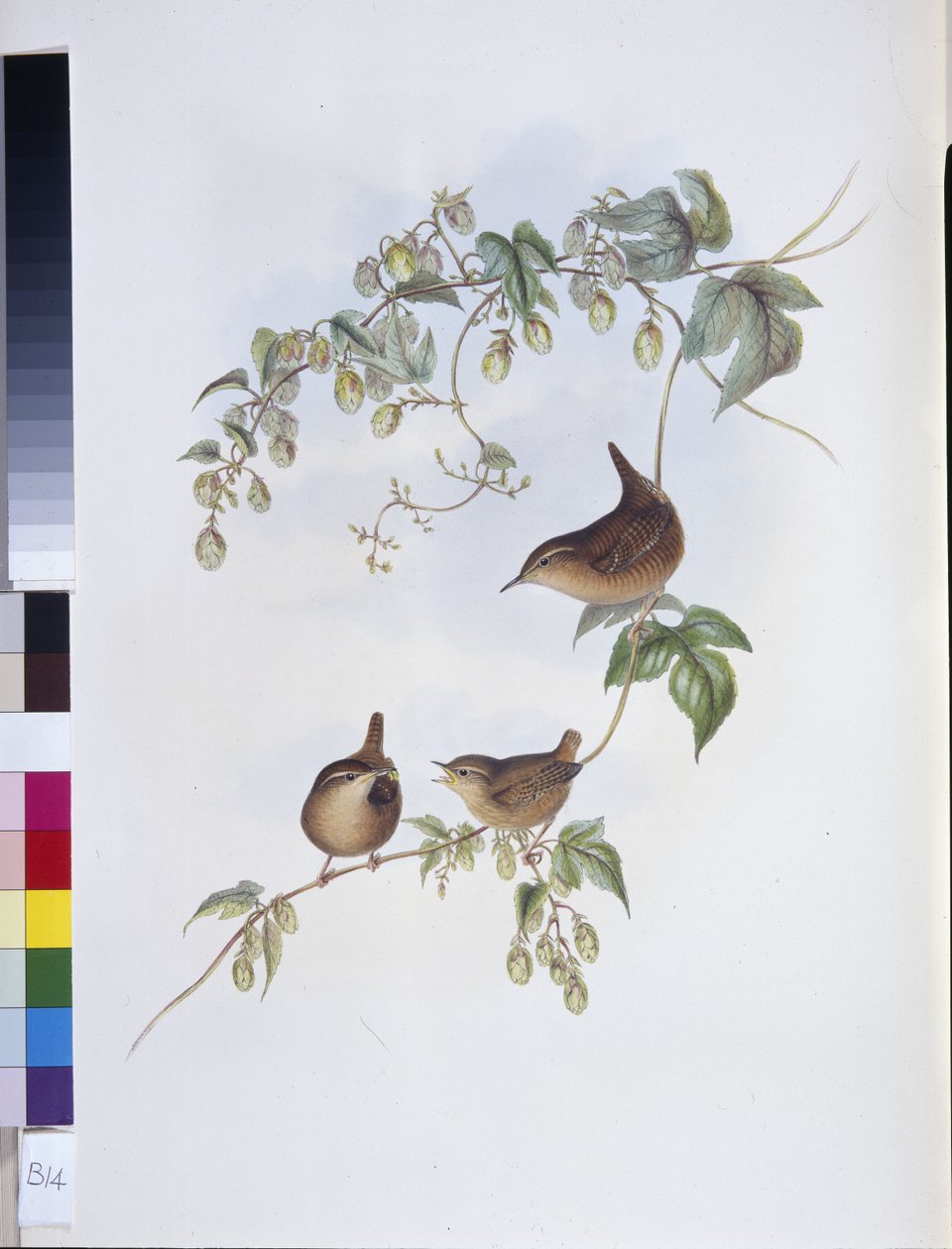 Adi Çalıkuşu (Troglodytes Europeus) (el boyaması taş) by John (after) Gould