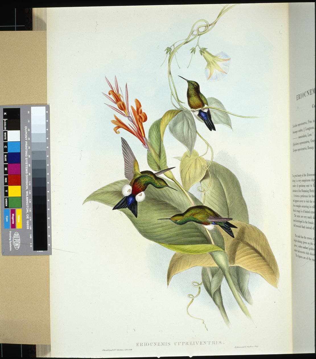 Bakır göbekli Kabarık Bacak (eriocnemis cupreiventris) (el renginde taş) by John (after) Gould