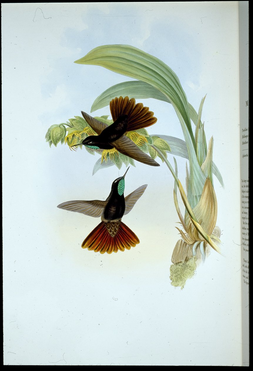 Bakır kuyruk (Metallura Cupreicauda) (el renginde taş) by John (after) Gould