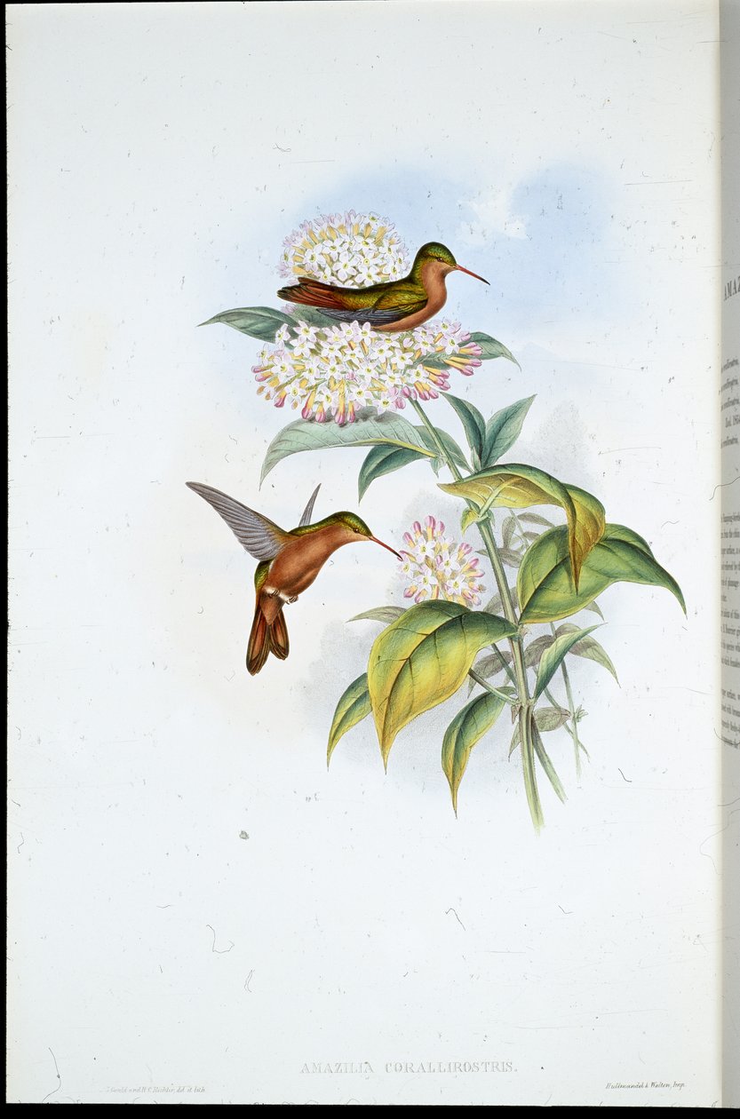 Mercan gagalı Amazili (Amazilia Corallirostris) (el renginde taş) by John (after) Gould