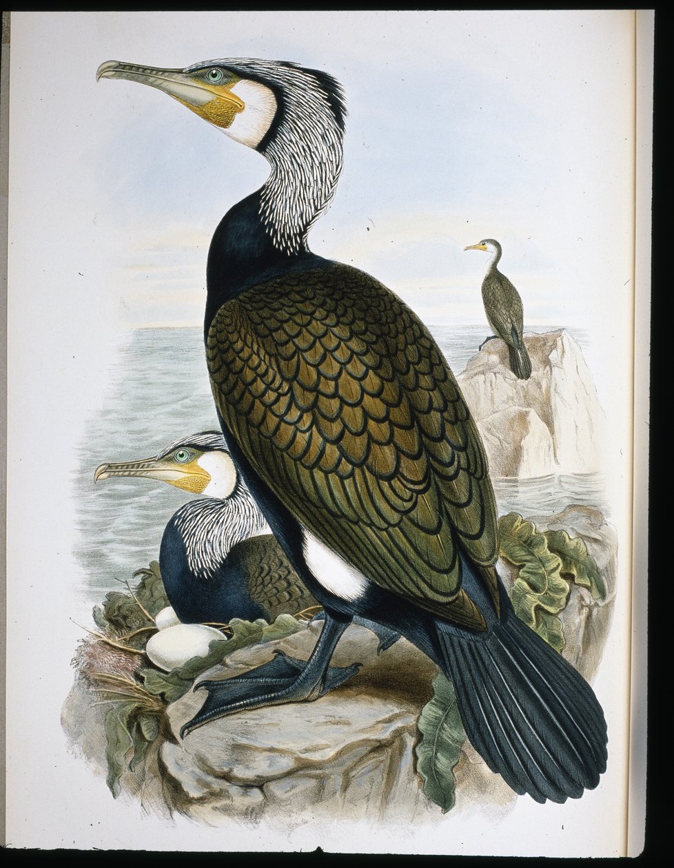Karabatak (Phalacrocorax Carbo) (el renginde taş) by John (after) Gould