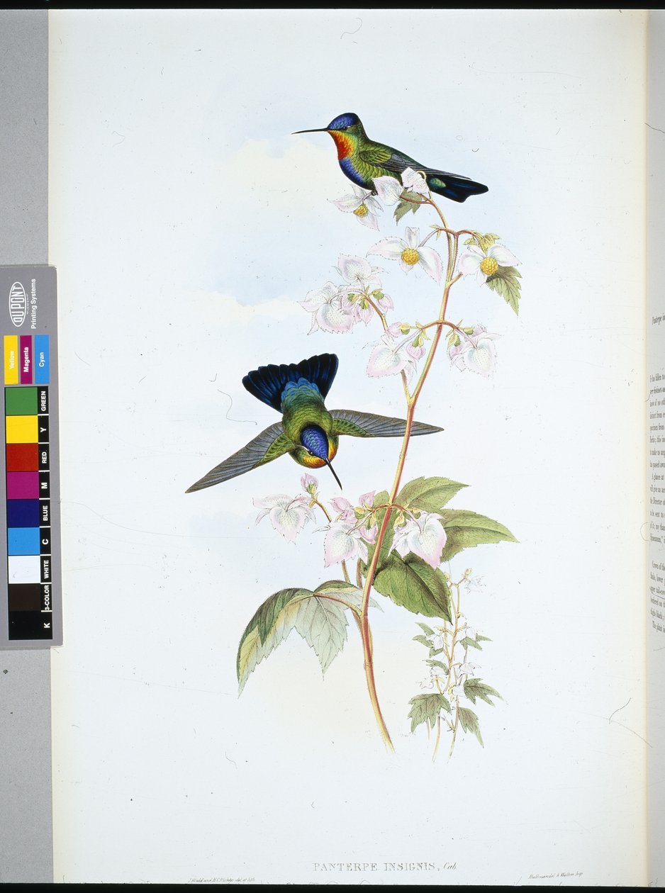 Kosta Rika Sinek kuşu (Panterpeinsignis) (el boyaması taş) by John (after) Gould