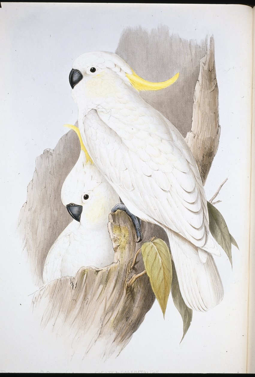 Tepeli Kakadu (Cacatua Galerita) (el boyaması taş) by John (after) Gould