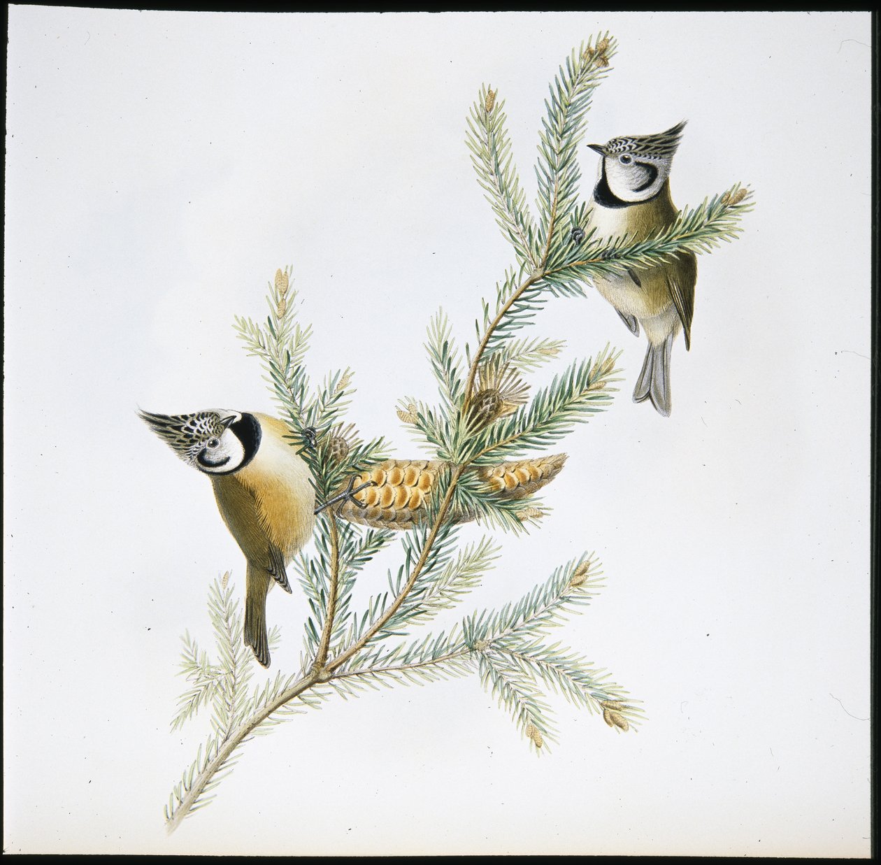 Tepeli Baştankara (Parus Cristatus) (el boyaması taş) by John (after) Gould