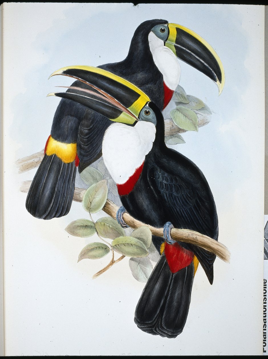 Doruk Toucan (Ramphastos Culminatus) (el renginde taş) by John (after) Gould