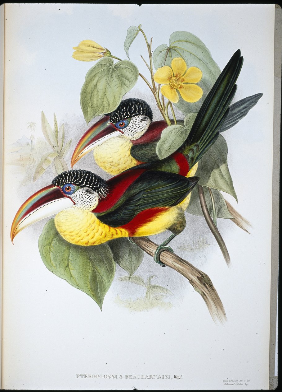 Kıvrık tepeli Aracari (Pteroglossus Beauharnaisi) (el renginde taş) by John (after) Gould