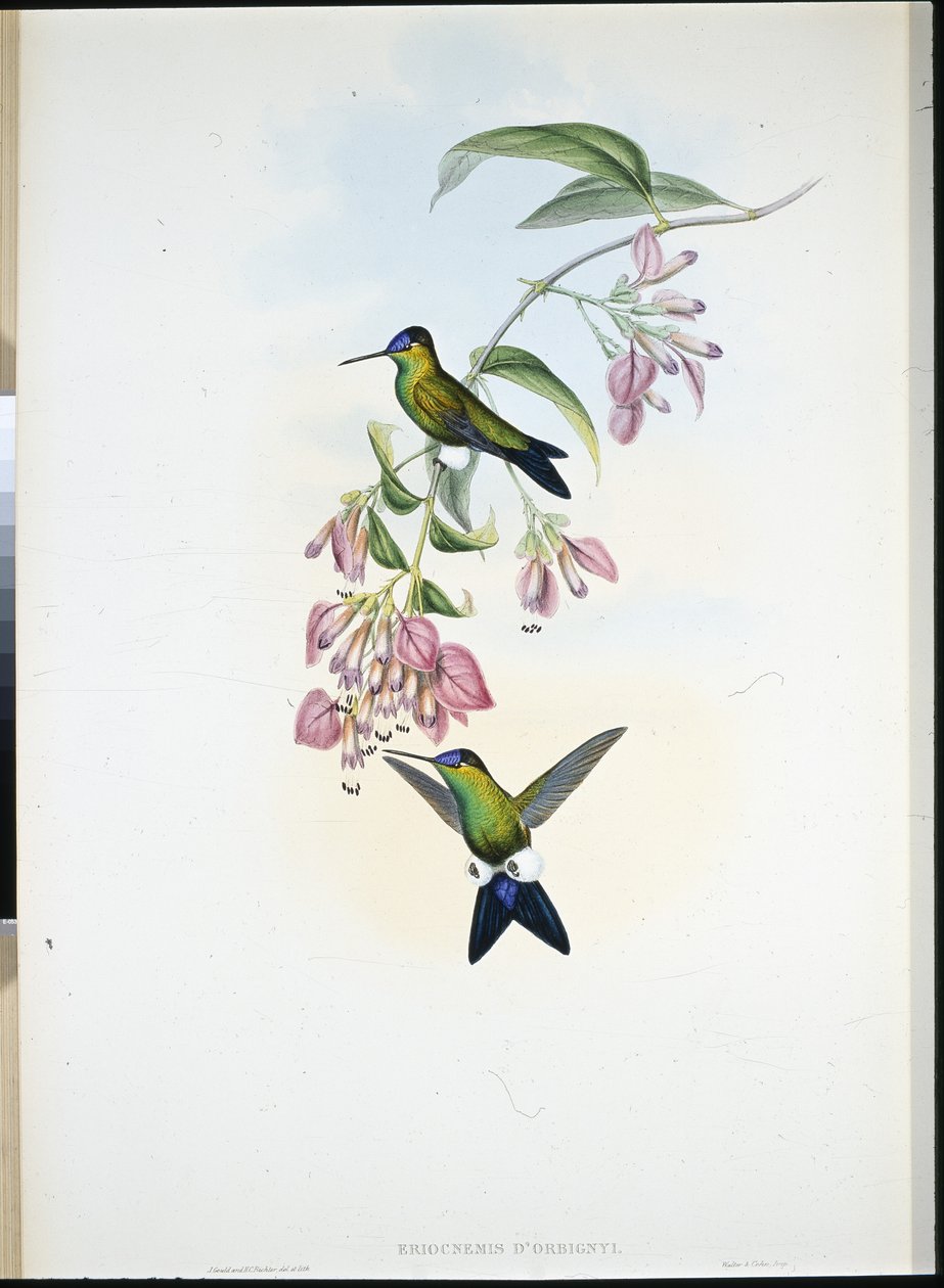 D'Ordigny'nin Puff-bacağı (Eriocnemis D'Orbignyi) (el renginde taş) by John (after) Gould
