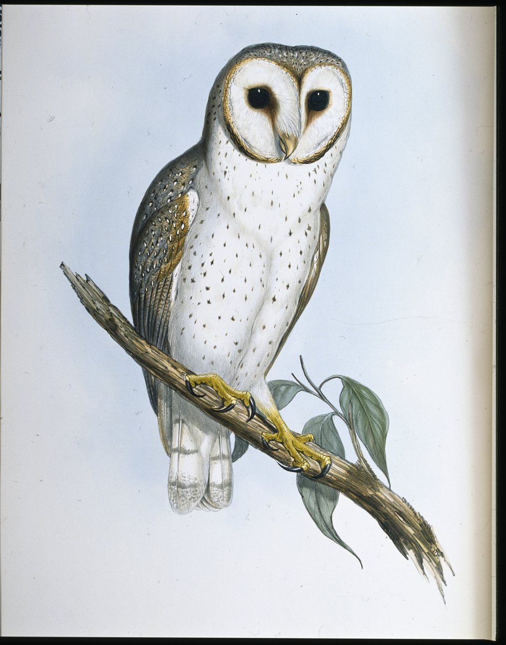 Narin Baykuş (Strix Delicatulis) (el renginde taş) by John (after) Gould