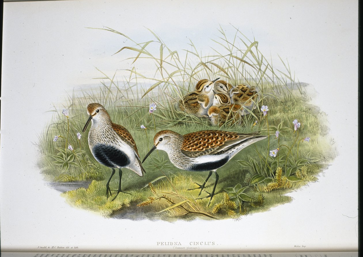 Dunlin (Pelidna Cinclus) (el boyaması taş) by John (after) Gould