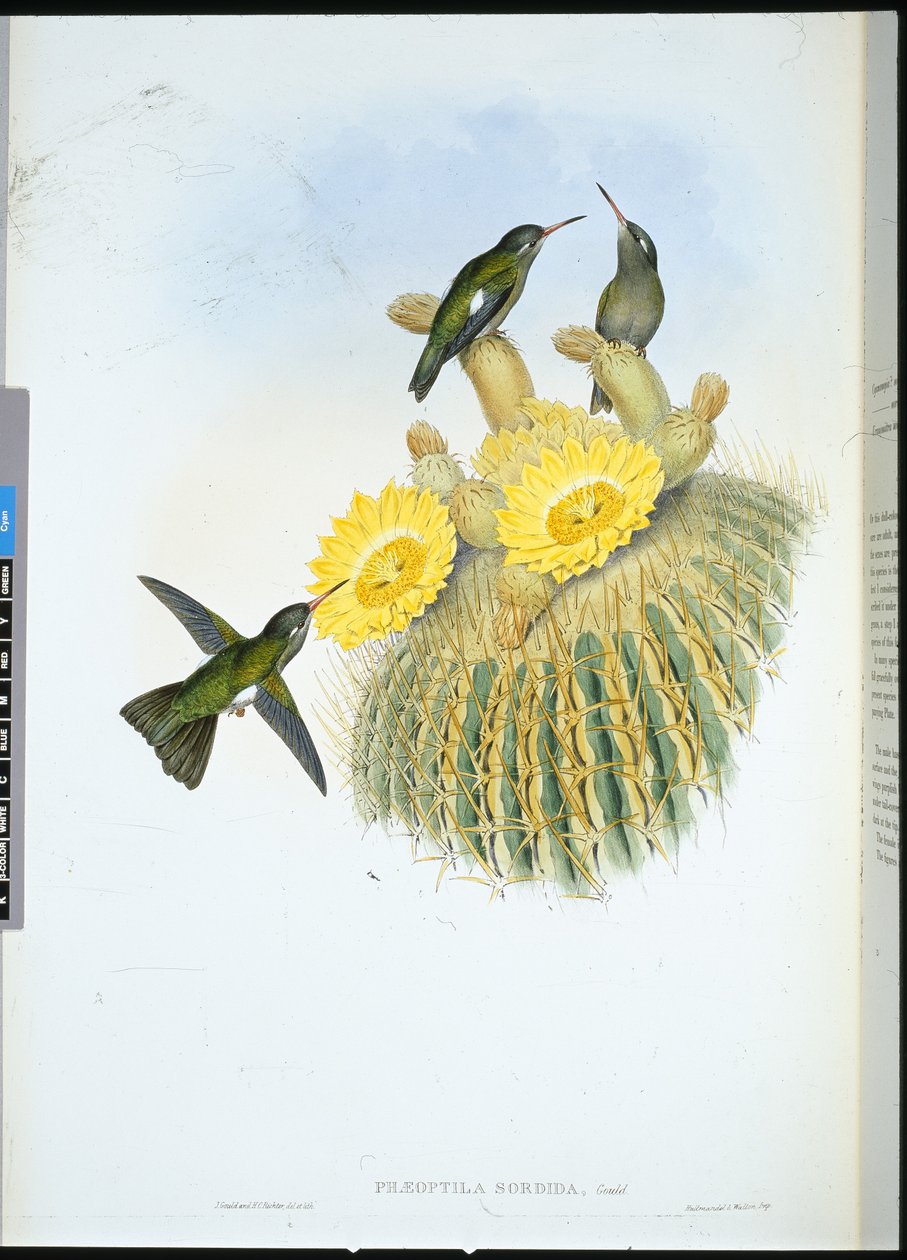 Gölgeli Sinek Kuşu (Phaeoptila Sordida) (el renginde taş) by John (after) Gould