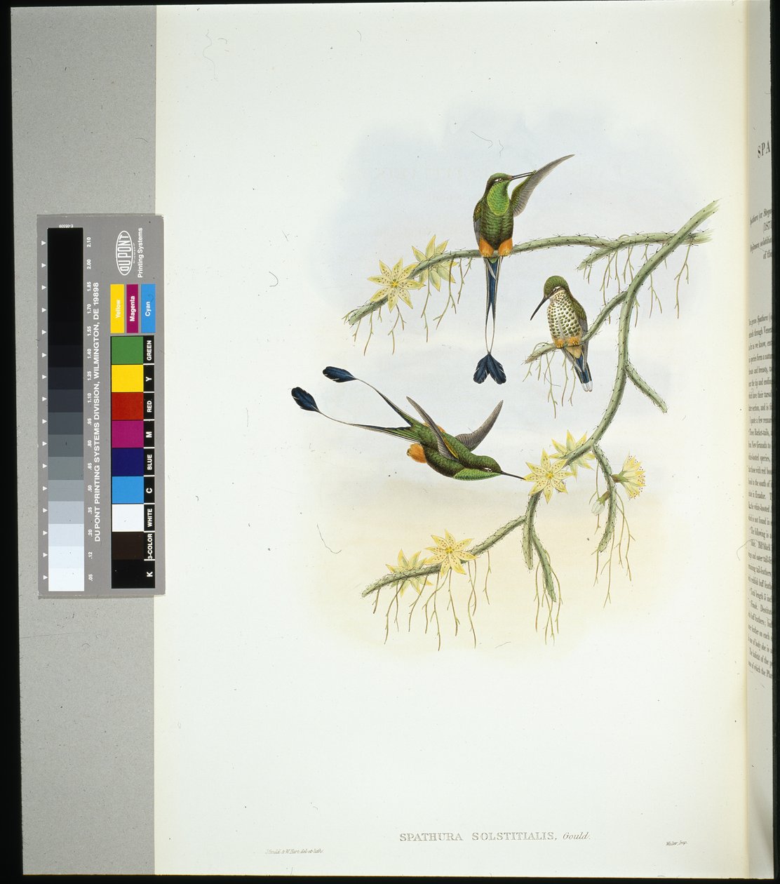 Ekvador Raket kuyruğu (spathura solstitialis) (el renginde taş) by John (after) Gould