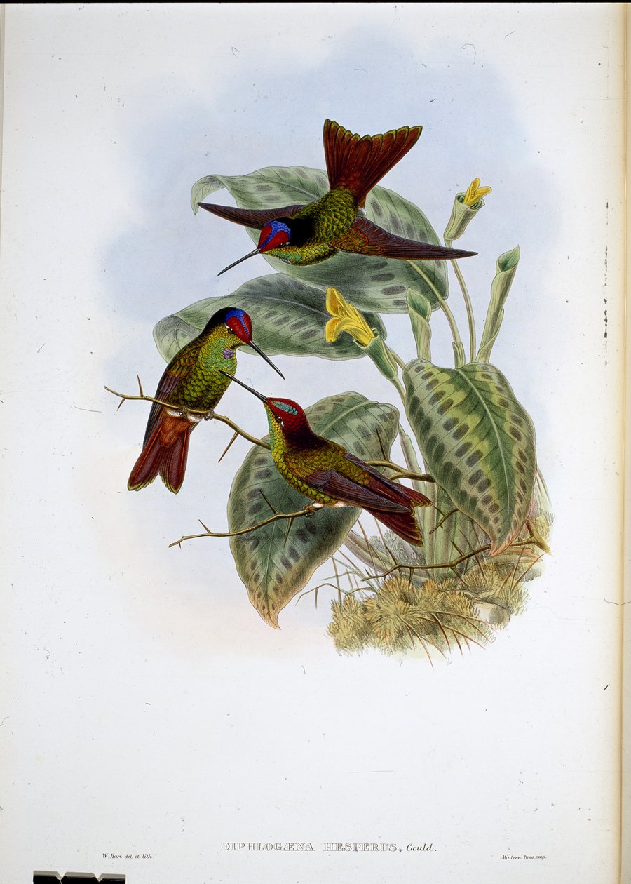 Ekvador Gökkuşağı (Diphlogaena Hesperus) (el renginde taş) by John (after) Gould