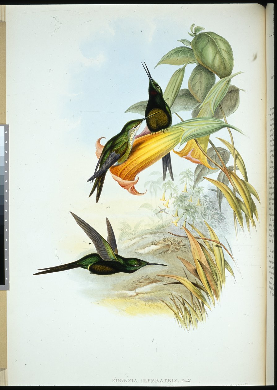 İmparatoriçe Sinek Kuşu (Eugenia Imperatrix) (el renginde taş) by John (after) Gould