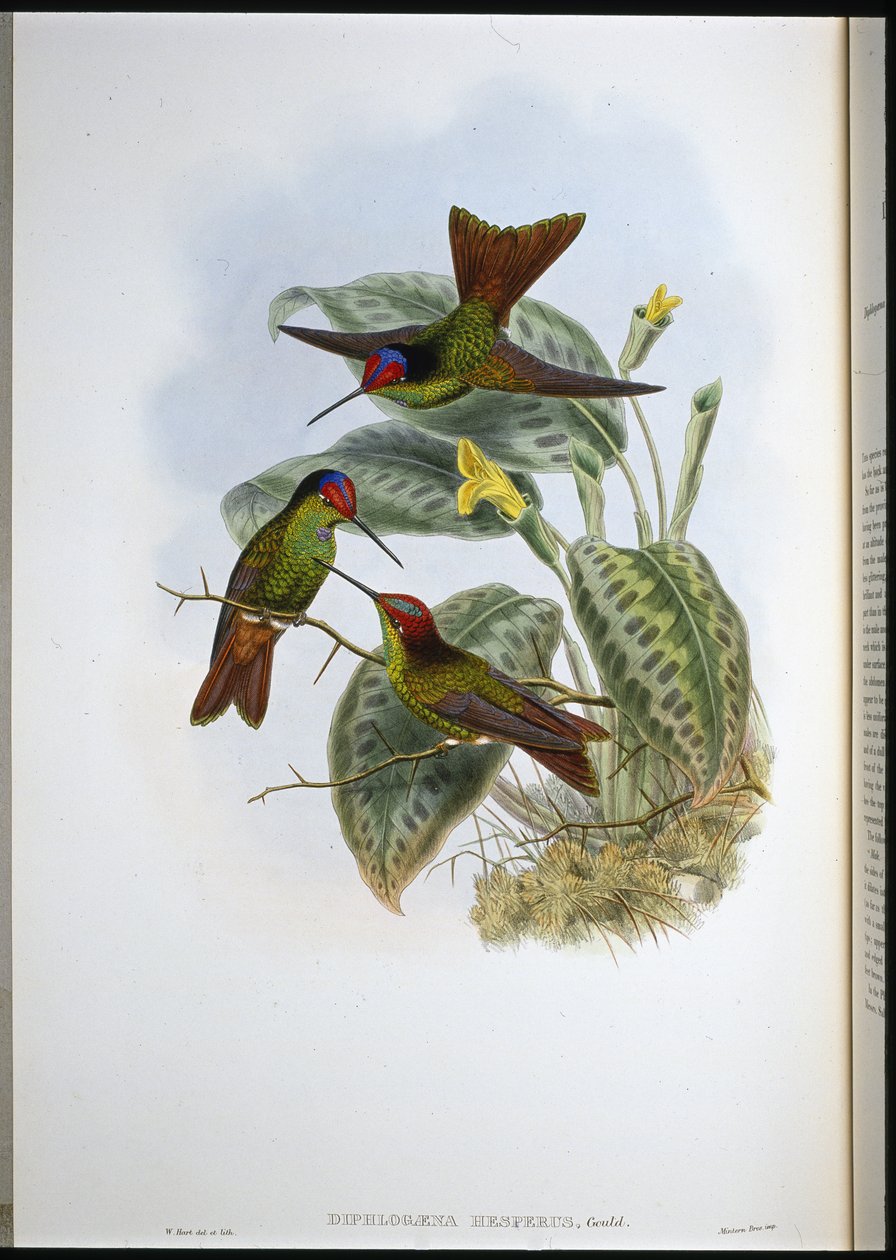 Equador Gökkuşağı (Diphlogaena Hesperus) (el renginde taş) by John (after) Gould
