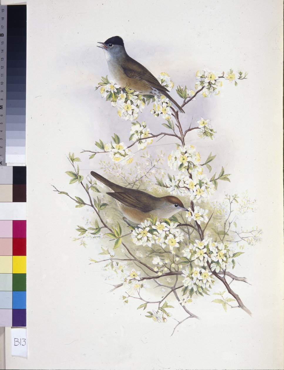 Avrasya Kara Başlığı (Sylvia atricapilla) (el renginde taş) by John (after) Gould