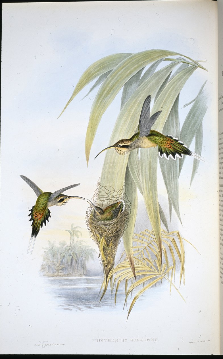 Eurynome Hermit (Phaethornis Eurynome) (el renginde taş) by John (after) Gould