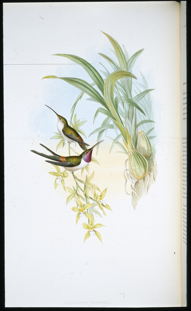 Akşam Sinek kuşu (Rhodopis Vespera) (el boyaması taş) by John (after) Gould