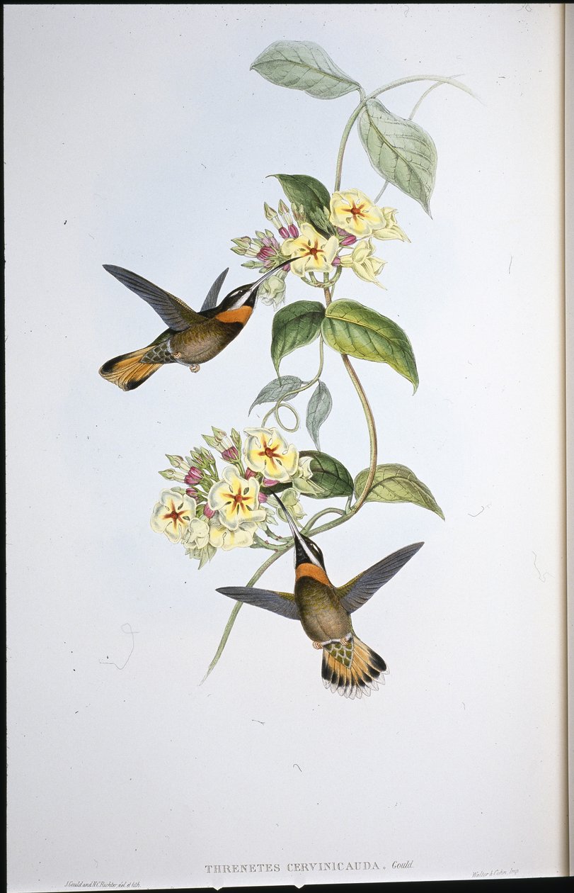 Açık kahverengi kuyruklu Dikenli boğaz uğultu kuşu (Threnetes Cervinicauda) (el boyaması taş) by John (after) Gould