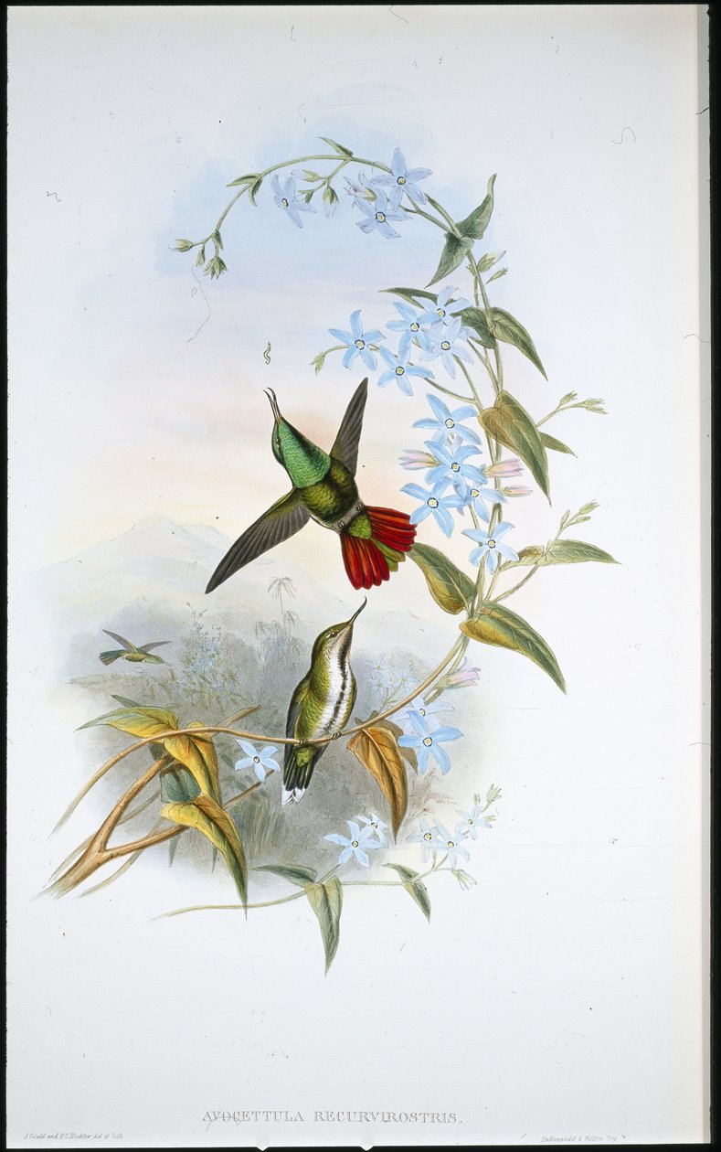 Ateşli Kuyruklu Avocet (Avocettula Recurvirostris) (el renginde taş) by John (after) Gould