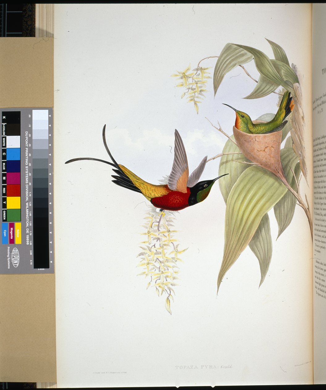 Ateşli Topaz (topaza pyra) (el renginde taş) by John (after) Gould