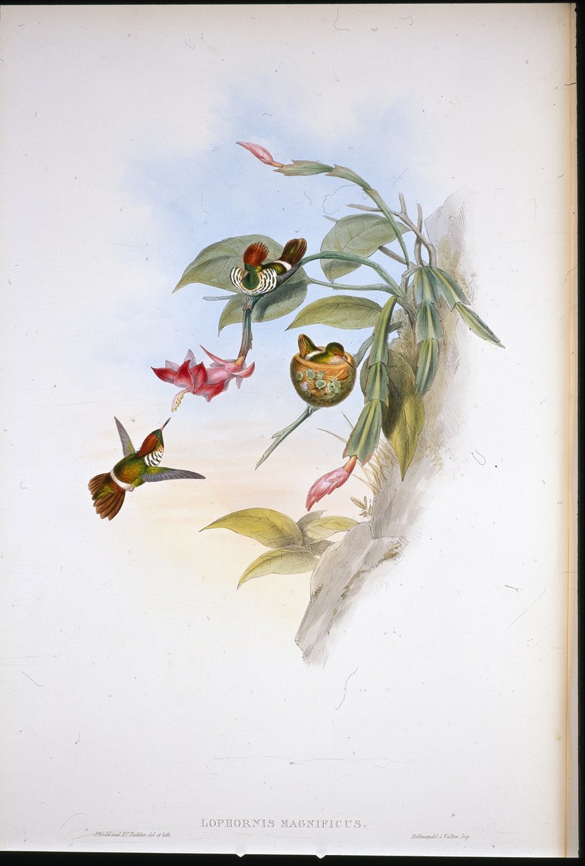 Fırfırlı Koket (Lophornis Magnificus) (el boyaması taş) by John (after) Gould