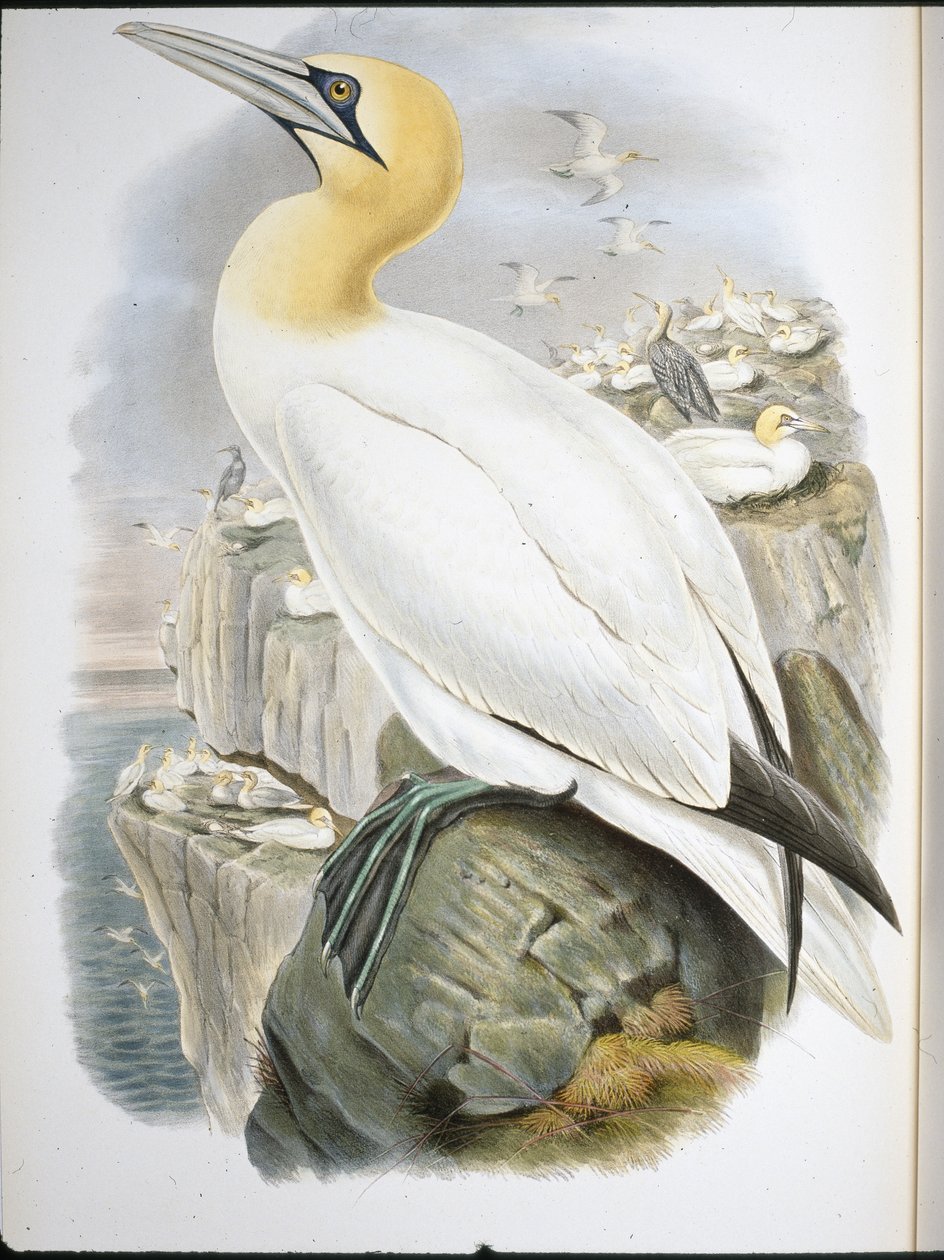 Ganet (Sula Bassana) (el renkli üyeler) by John (after) Gould