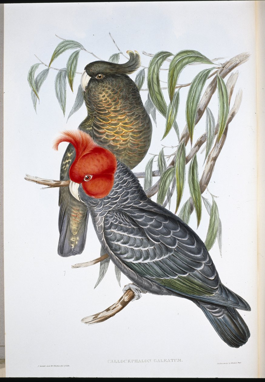 Çete çetesi Kakadu (Callocephalon Galeatum) (el renginde taş) by John (after) Gould