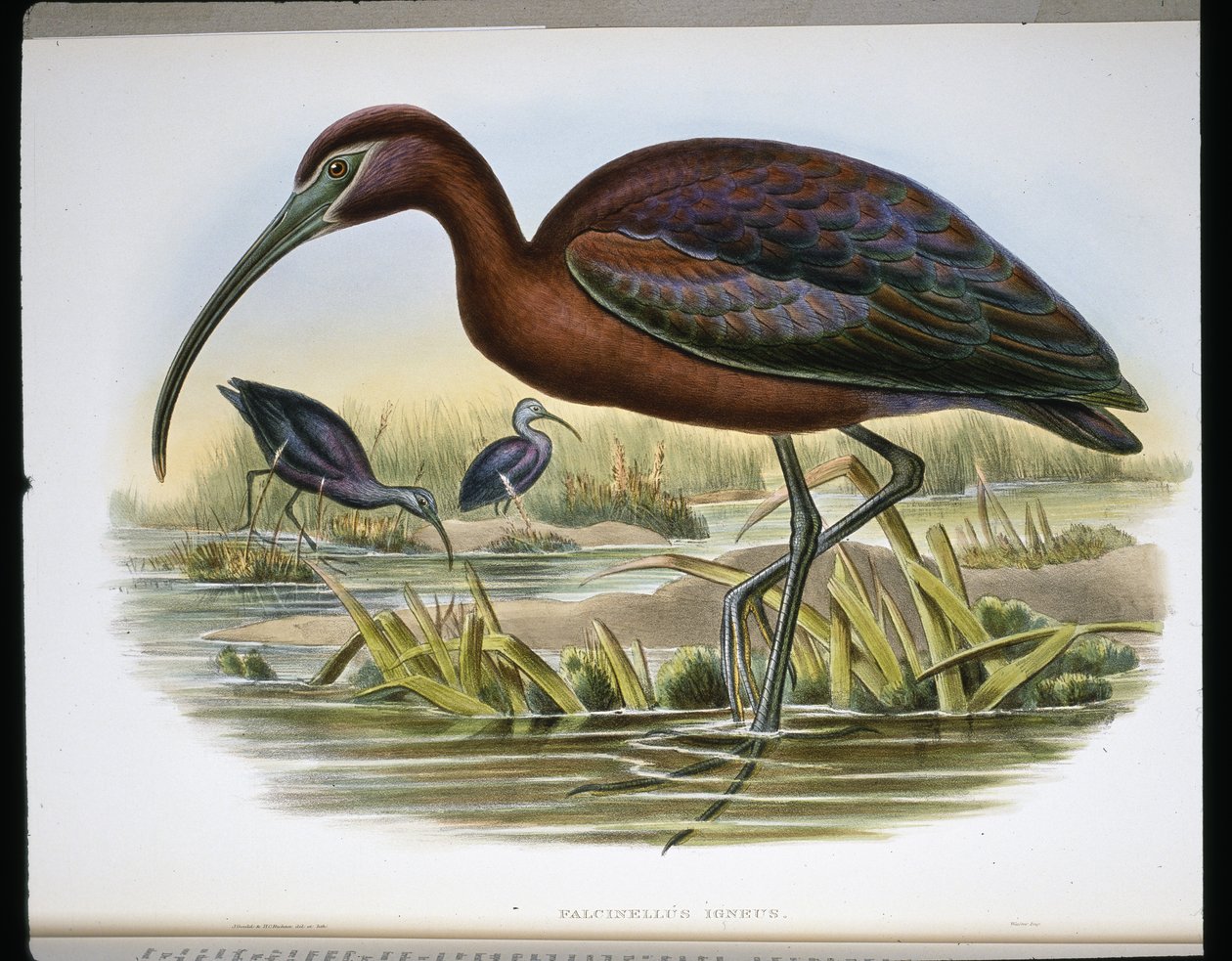 Parlak dağ keçisi (Falcinellus Igneus) (renkli gravür) by John (after) Gould