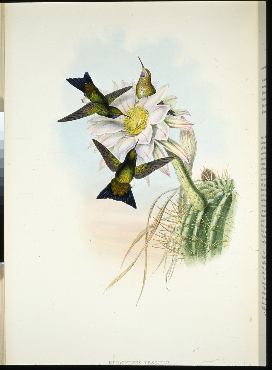 Parlayan Kabarık Bacak (Eriocnemis Elbise) (el rengi taşlı) by John (after) Gould