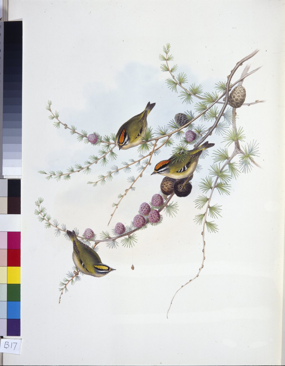 Goldcrest (Regulus Regulus) (el renginde taş) by John (after) Gould