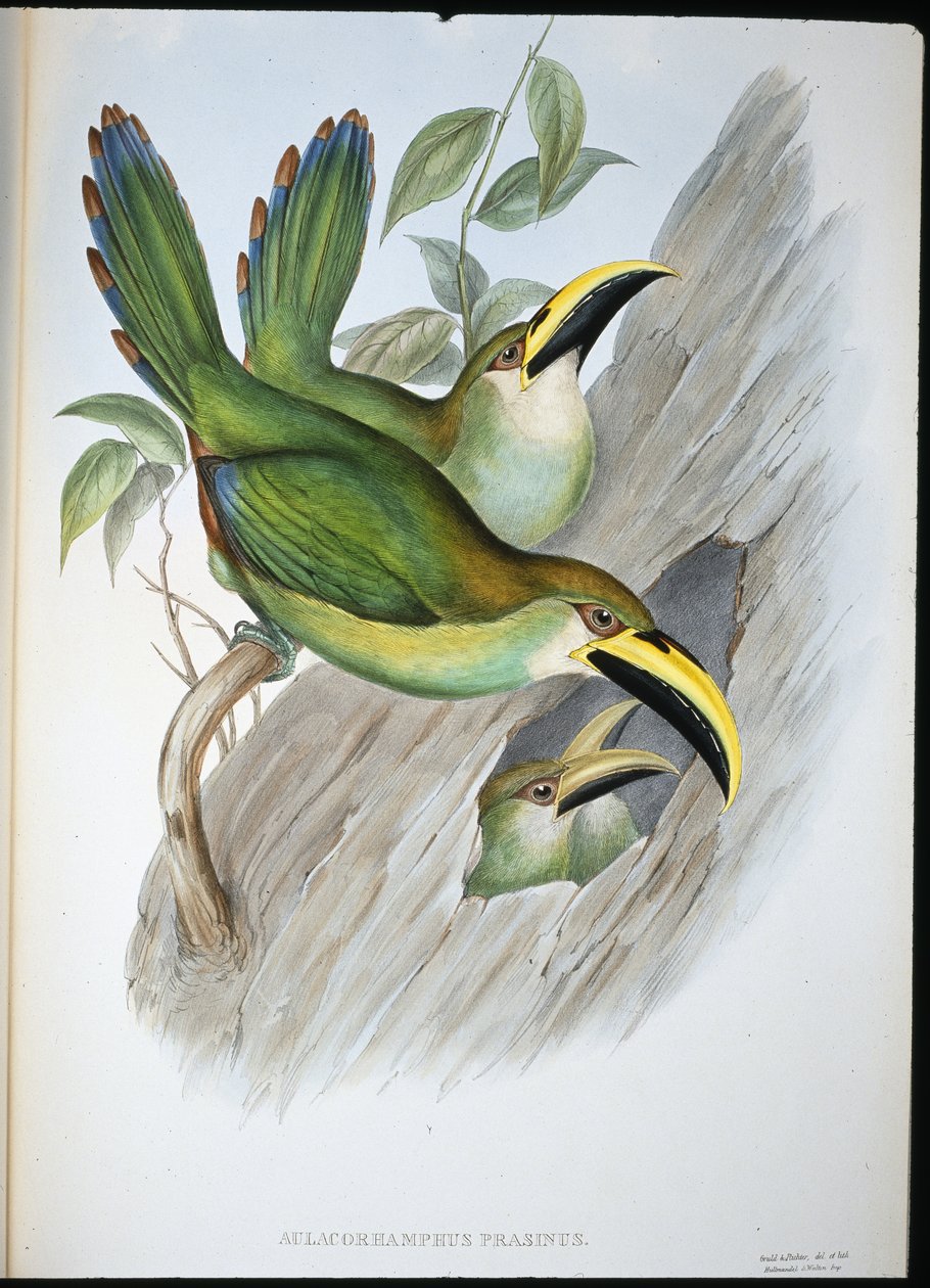 Altın yeşili Groovebill Toucan (Aulacoramphus Prasinus) (el renginde taş) by John (after) Gould