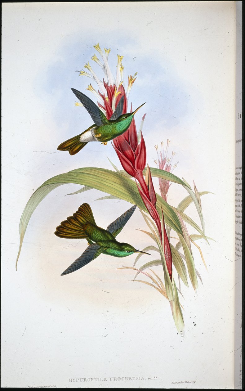 Altın kuyruklu Plumeleteer (Hypuroptila Urochrysia) (el rengi taş) by John (after) Gould