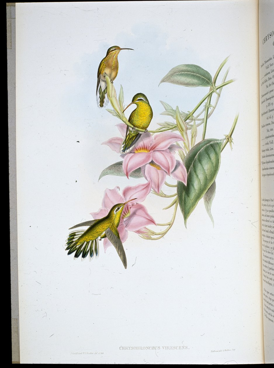 Altın boğazlı Sinek Kuşu (Chrysobronchus Viriscens) (el renginde taş) by John (after) Gould