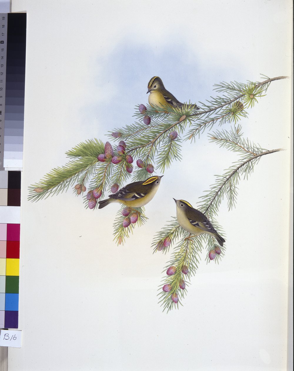 Altın Tepeli Çalıkuşu (Regulus Cristatutus) (el boyaması taş) by John (after) Gould