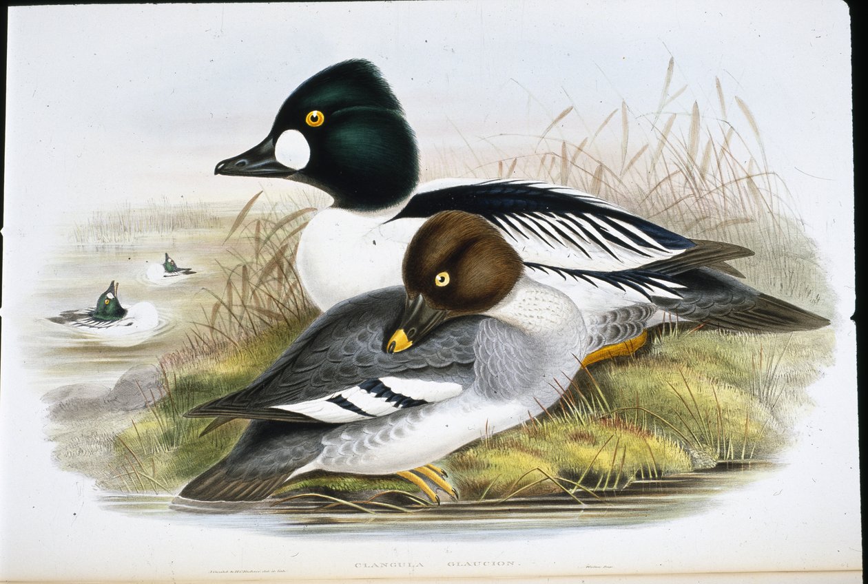 Altın Göz (Clangula Glaucion) (el renginde taş) by John (after) Gould