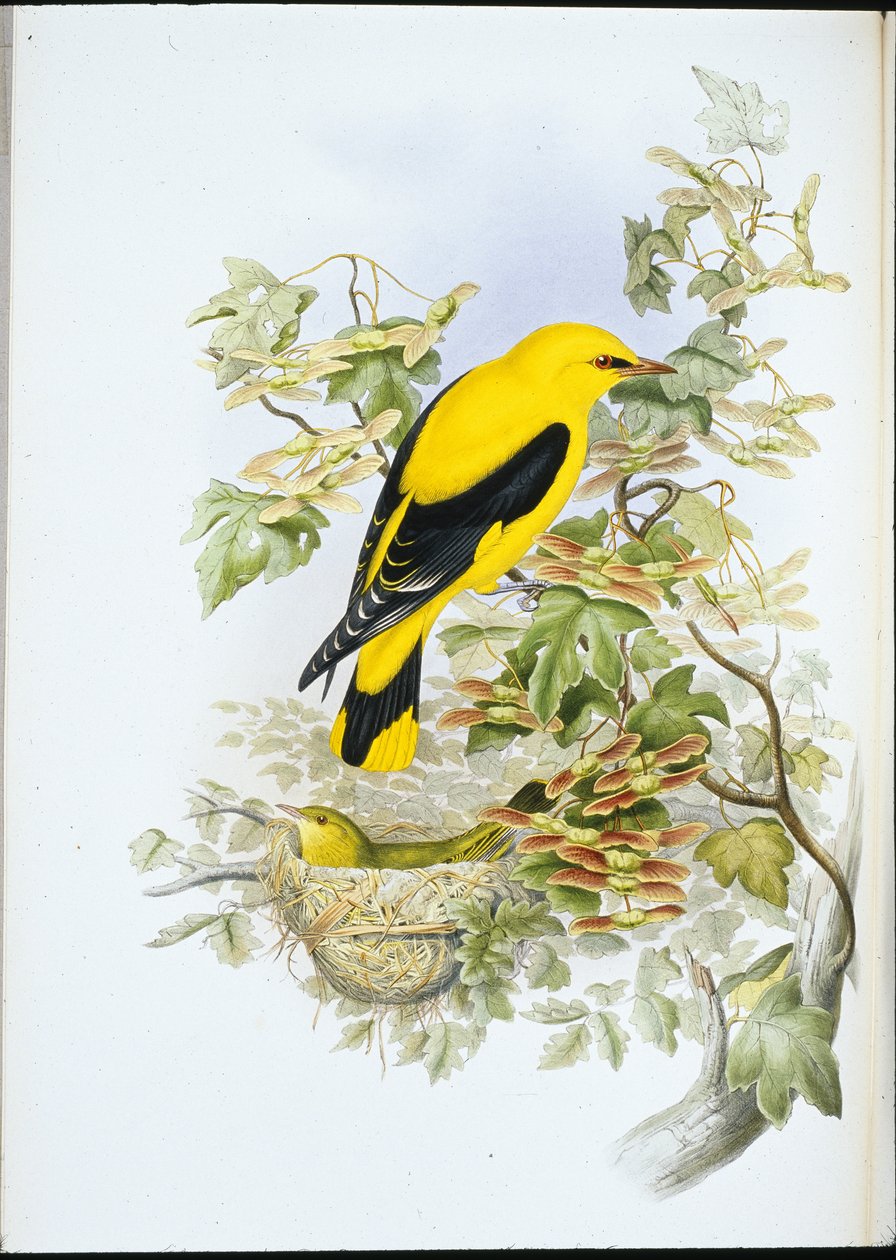 Altın Sarımsak (Oriolus Galbula) (el renginde taş) by John (after) Gould