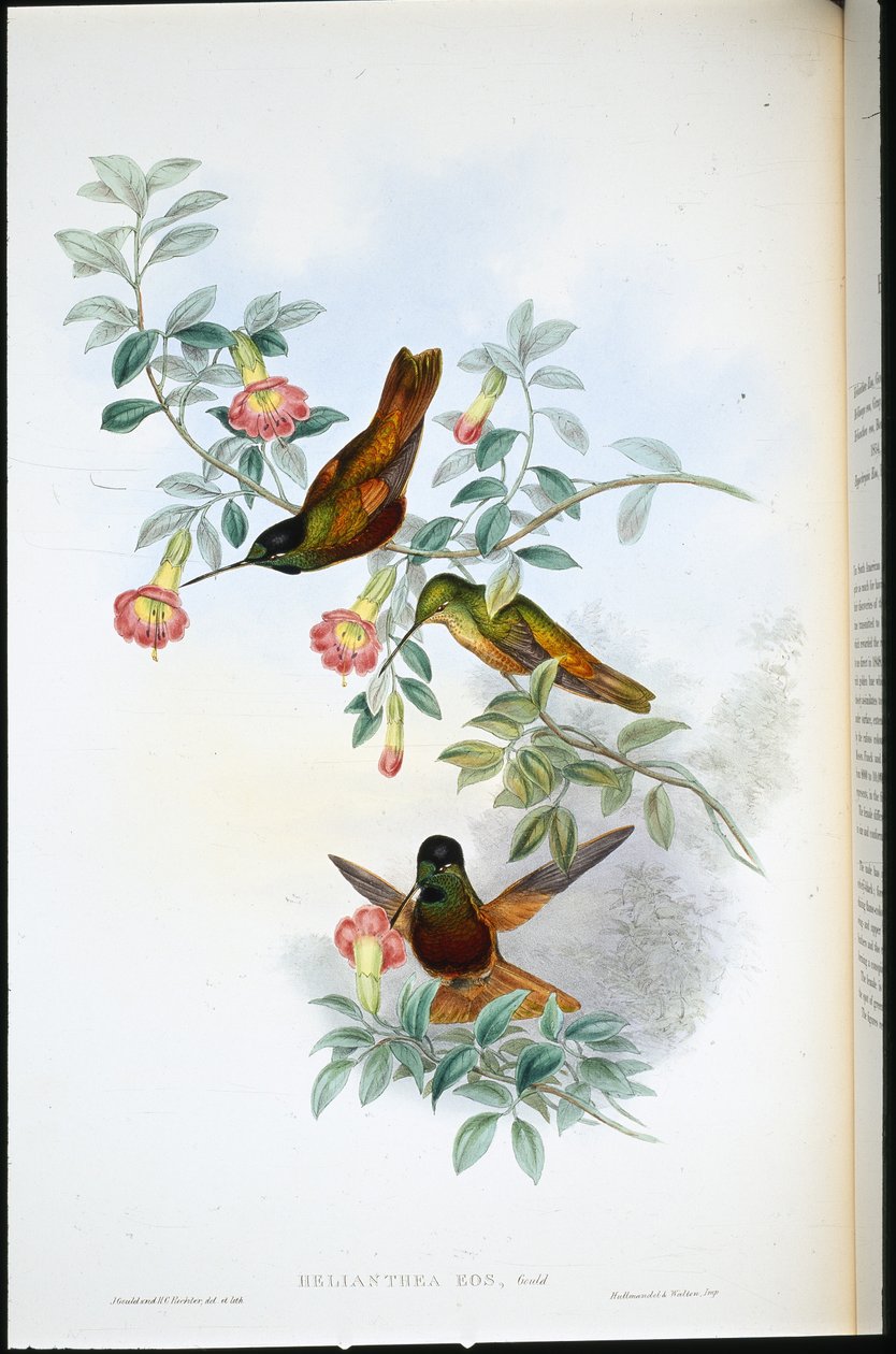 Altın yıldız alınlık (Helianthea Eos) (el renginde taş) by John (after) Gould